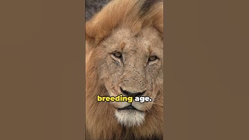 Why do Lions have manes?