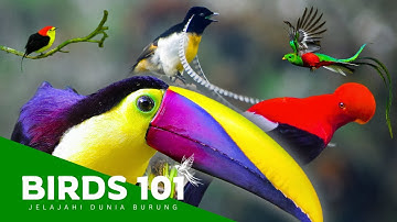 Makhluk Terindah di Muka Bumi | Jelajahi Dunia Burung (Full Series) | Video Dokumenter Satwa Liar