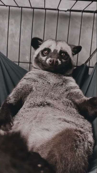 Musang pandan lagi santai
