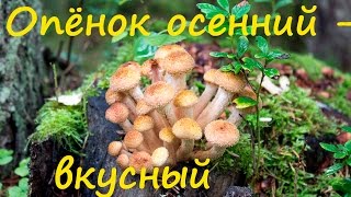 Виды Опят Несъедобных С Фото