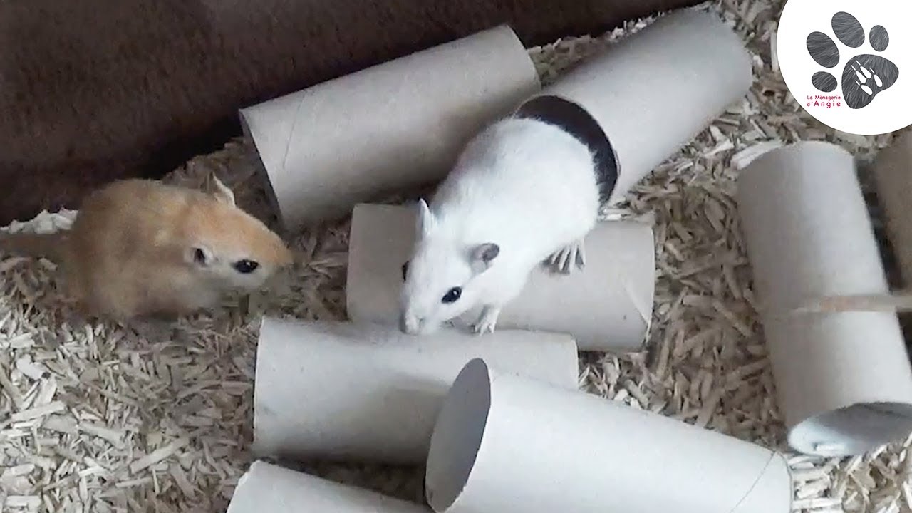 Jeux + Apprivoisement Manipulation Gerbille 8 Semaines - Rongeur Mignon Drôle - La Ménagerie d'Angie