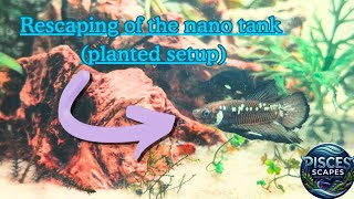 Rescaping the nano setup for my plakat betta fish. (It's not a fish bowl I swear!!) 😂