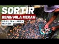 Seru! Panen Bibit Nila Merah Untuk Stok Pembesaran Budidaya Ikan Nila di Ikhtus Tondei
