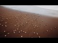 RELEASING 650 BABY SEA TURTLES INTO THE WILD