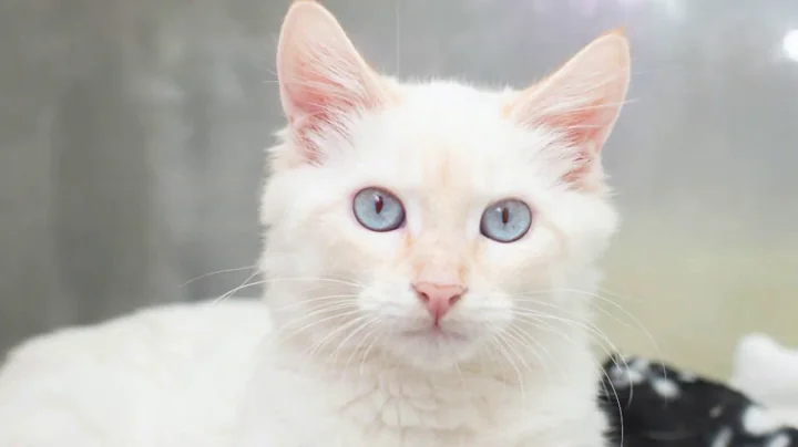 Video 948311: flame point siamese, cutest siamese