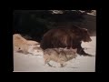 Grizzly bear fights wolf pack, 1976