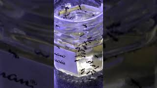 My Pet Ants Find Food (Part 2)
