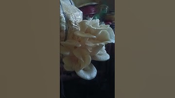Golden Oyster Mushroom Timelapse #shorts #timelapse