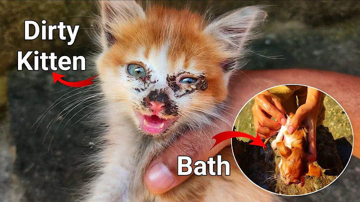 Video 11610651: kitten bath