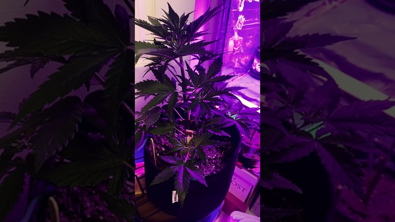 Blackmamba by GobSmacked Genetics grown by Oscar !