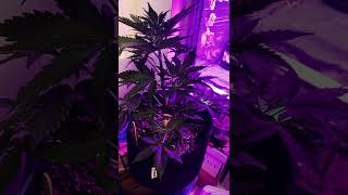 Blackmamba by GobSmacked Genetics grown by Oscar !