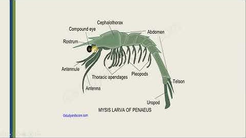 LARVAL FORMS OF CRUSTACEAN PART 02