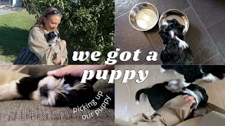 TAKING OUR PUPPY HOME | MEET OUR BICHON HAVANESE PUPPY | vlog