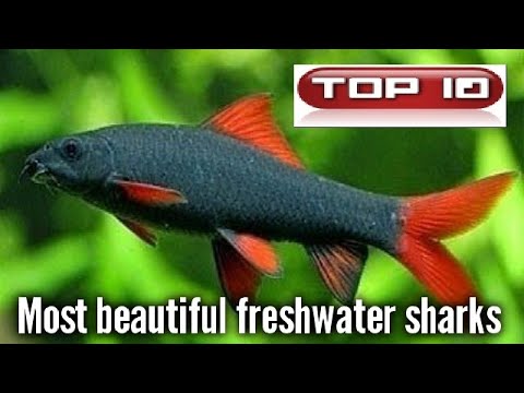 Top 10 Squaletti d&rsquo;acqua dolce 🦈