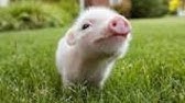超可愛い こぶた こぶた こぶた 癒し Cute Mini Pig Micro Pig Videos Pig Pig Pig Youtube