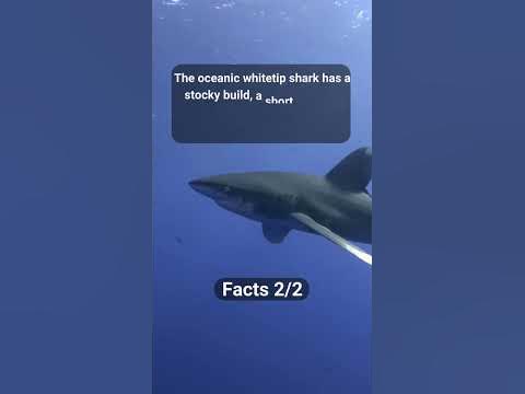 Interesting Facts About Oceanic Whitetip Shark #3 #shorts - YouTube
