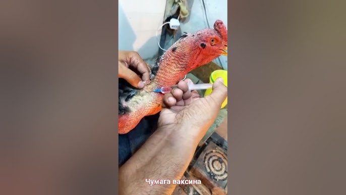 Guruh jinsiy aloqa tajribangiz