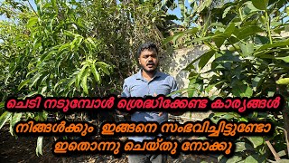 തൈകൾ നടുമ്പോൾ എന്തുകൊണ്ടാണ് ഇങ്ങനെ ചെയ്യുന്നെത്...?  Mangosteen വെയിലിൽ വളരുമോ...?  എന്തുകൊണ്ട്...?