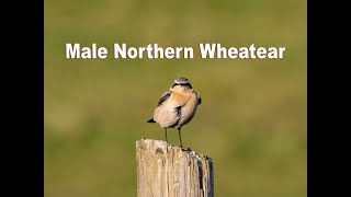 Male Northern Wheatear