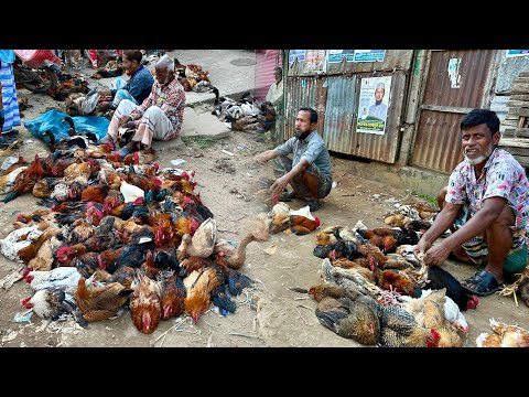 ي باع دجاج الديك الرومي والديك الأليف والبجعة بأسعار زهيدة في سوق ريفي ببنغلاديش سوق ريفي في بنغ