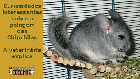 Como saber se a chinchila está doente?