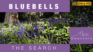 Searching for Bluebells in the mystical and magical woods.