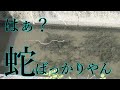 水位が下がった川にいたのは魚ではなく大量の蛇だった