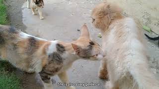 Rescue Cat Meeting Other Rescue Cats And Kittens For The First Time Surrounded By New Family