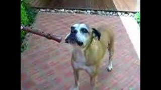 Saudosa Teka Cantora