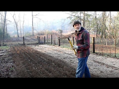 Video: Informazioni sulle patate fingerling - Come coltivare patate fingerling in giardino