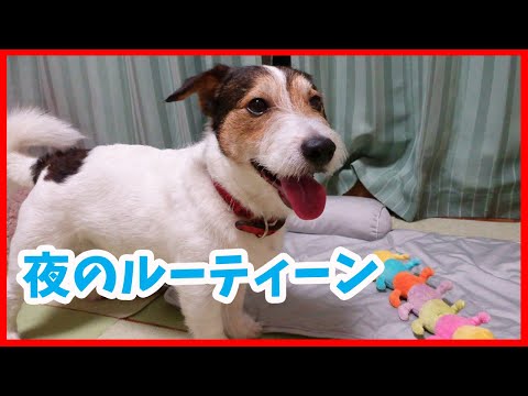ジャックラッセルテリアと一緒に遊んだら、笑顔いっぱいでとっても可愛かった