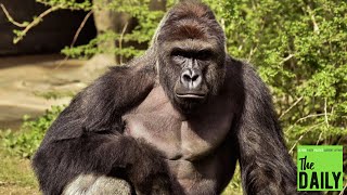 How a dead gorilla exposed a delusional and dangerous sentimentality
