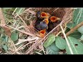 #EP7.Common nightingale Birds Feed her baby in the nest well. [ Review Bird Nest ]