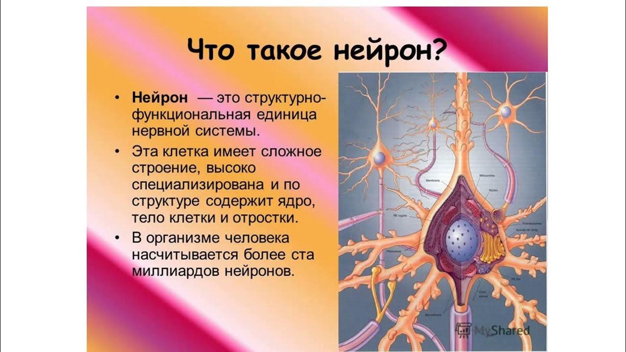 Название нервной клетки. Строение нейрона человека. Структура нейронов нервной системы. Нейрон строение и функционирование. Нервная клетка Нейрон.