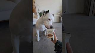 Buckley Tries &quot;Just Food For Dogs&quot; For The First Time 🐕 #healthydogfood