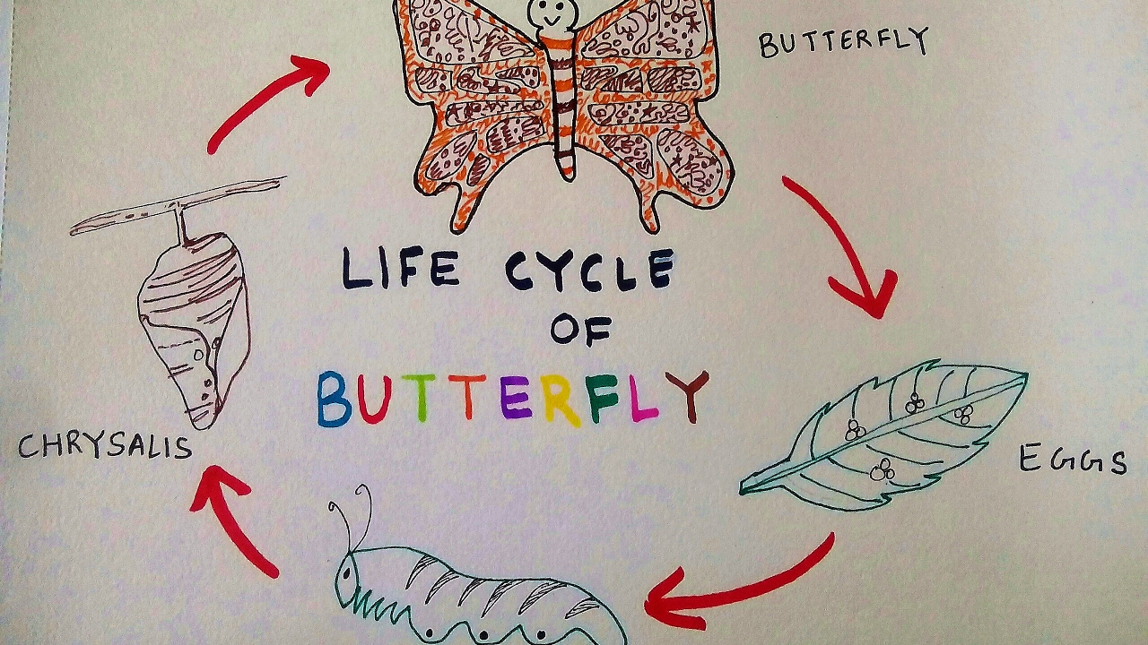 Butterfly Life Cycle Chart