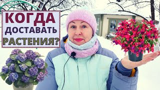 видео: Когда доставать РАСТЕНИЯ их холодной зимовки в погребе? картинка: Когда доставать РАСТЕНИЯ их холодной зимовки в погребе?