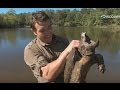 Um verdadeiro dinossauro: a tartaruga-aligator - Grandes e Ferozes l Discovery Channel