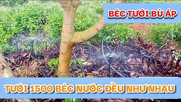 Lắp đặt BÉC TƯỚI PHUN MƯA BÙ ÁP cho 1500 gốc bơ, sầu riêng| BÉC BÙ ÁP TỰ ĐỘNG BS5000 PRO