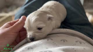 Cute Little West Highland Terrier 😘🥰😍 by Maylo 8,159 views 2 years ago 1 minute, 49 seconds