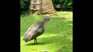 A couple Ibis Hadeda.#birds #natgeo #discoverychannel #bbcearth #nature #africa #life #earth