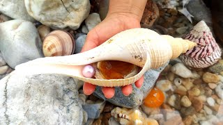 Hunt pearl snails. This giant 18-year-old snail is delicious and has pearls