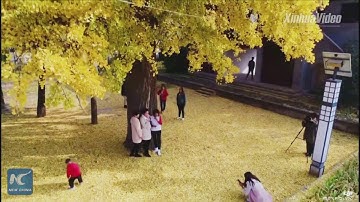 Cây bạch quả 1.300 năm tuổi ngả màu vàng óng ở Trung Quốc