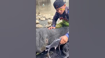 Cá Lớn - rình mò bắt Cá Rô Phi Khủng😱 #khacthuyvlogg