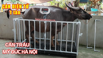 Cân trâu điện tử 1 tấn Mỹ Đức Hà Nội | Cân Hoàng Thanh 0987 059 224
