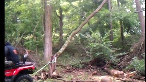 How to pull down hung up walnut branch with quad