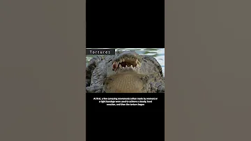 Crocodile Torture 