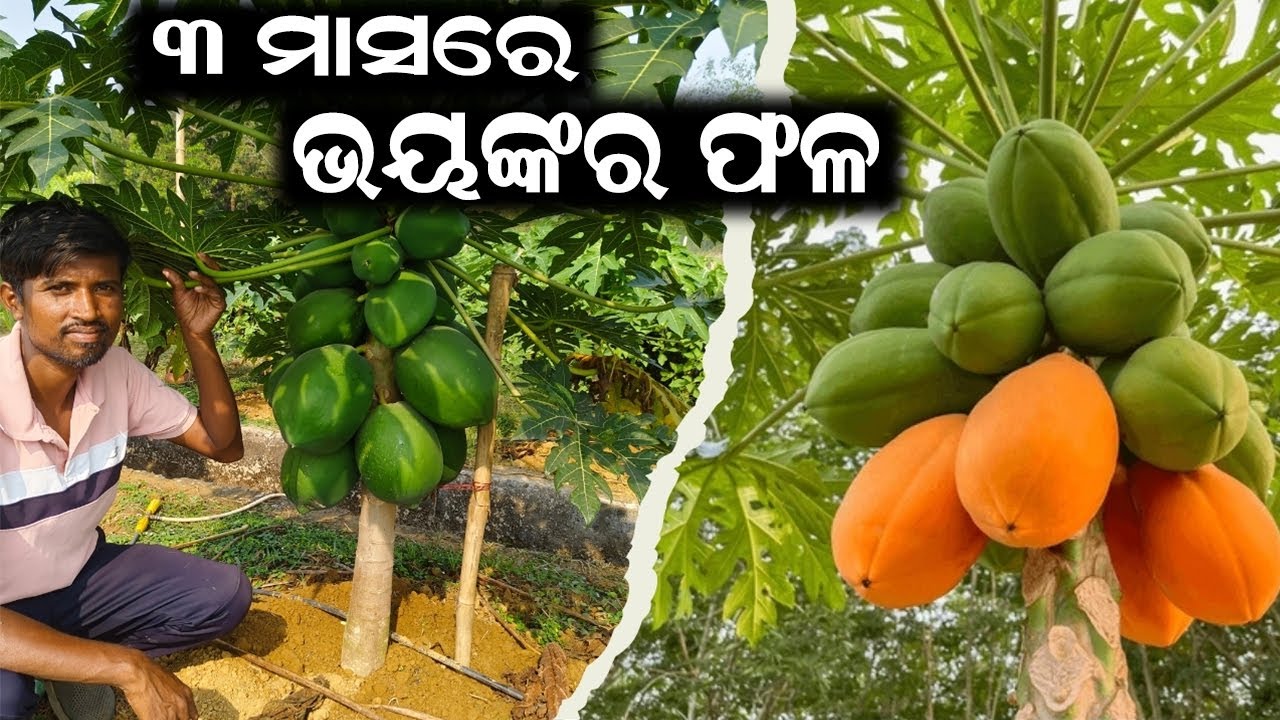 ୩ ମାସରେ ଭୟଙ୍କର ଫଳ || How to get fruits in papaya in 3 months ? @EfarmingOdisha
