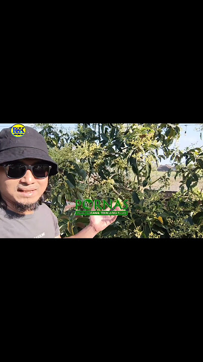 Lihat ini!! Penggunaan pornas pada alpukat.#alpukat #pornas #awmstarlife #pupukpornas