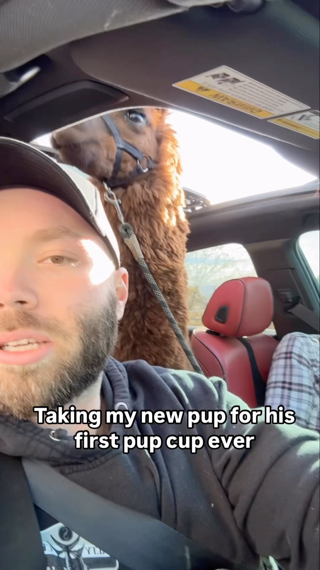 Got a new puppy